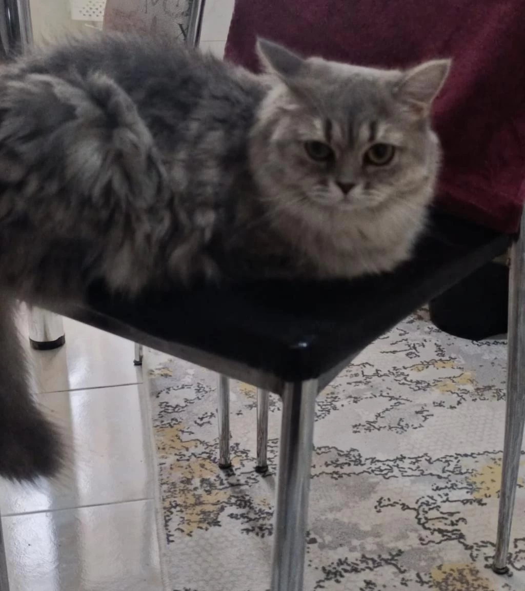 Sağlıklı Yetişkin Dîşi