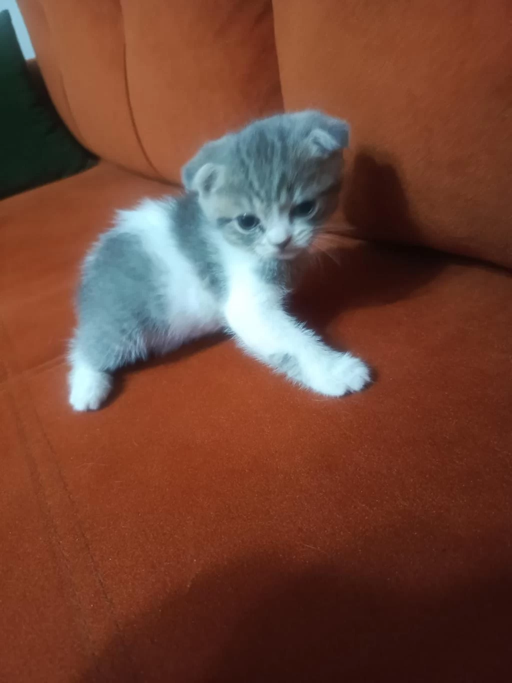 Scottish Fold Yavrularımız