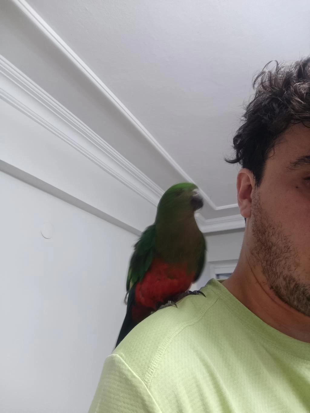 Sağlıklı Evcil Kral Papağanı