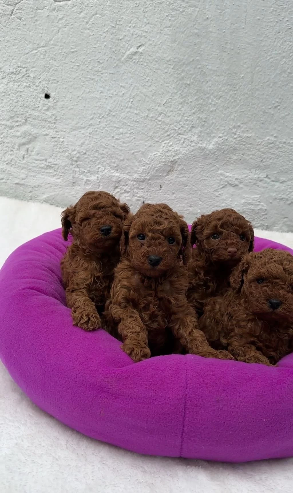 Denizli Merkez Teslime Hazir Poodle Bebekler