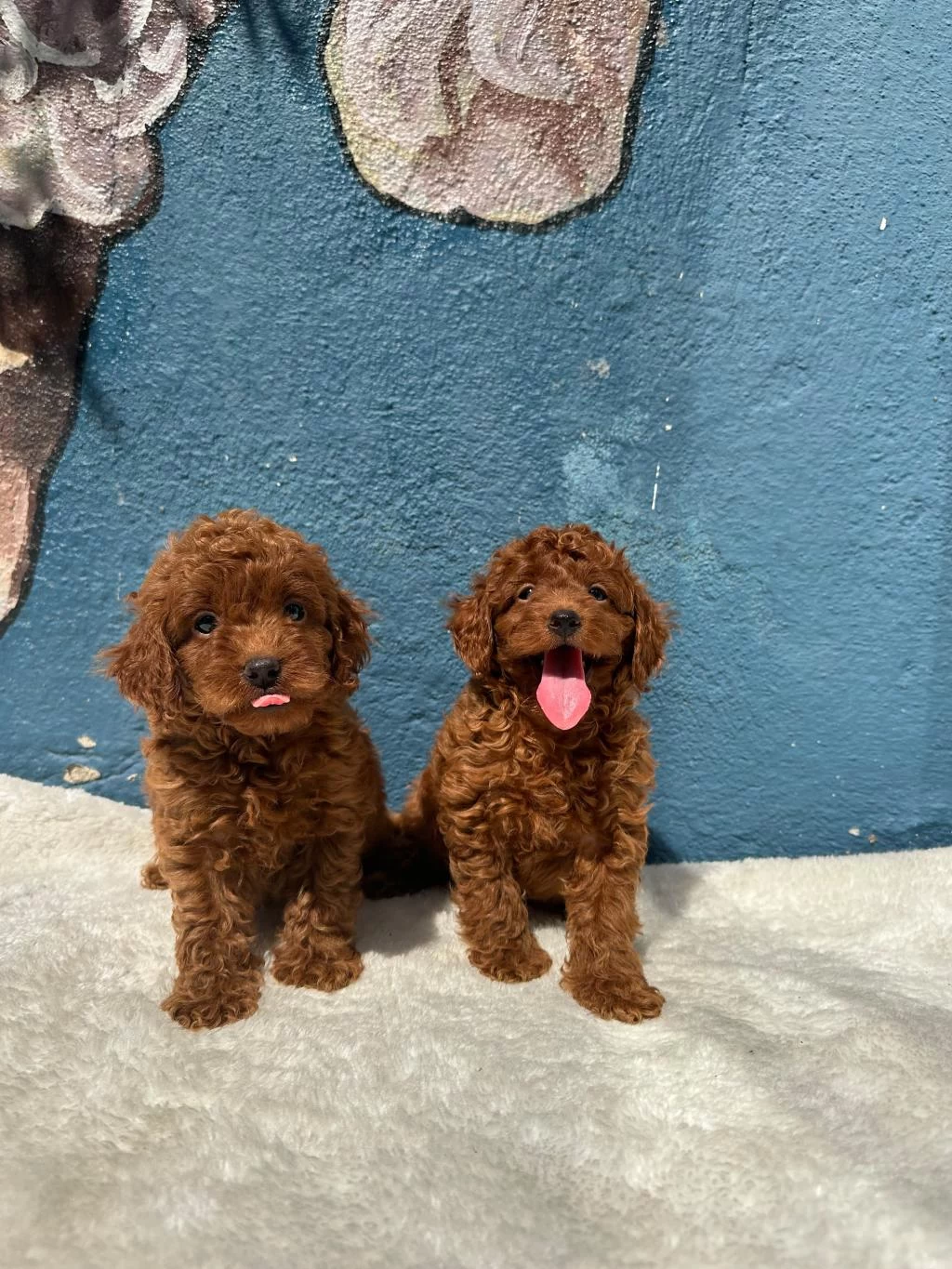 Oyuncak Boy Erkek Dişi Poodle Yavrular