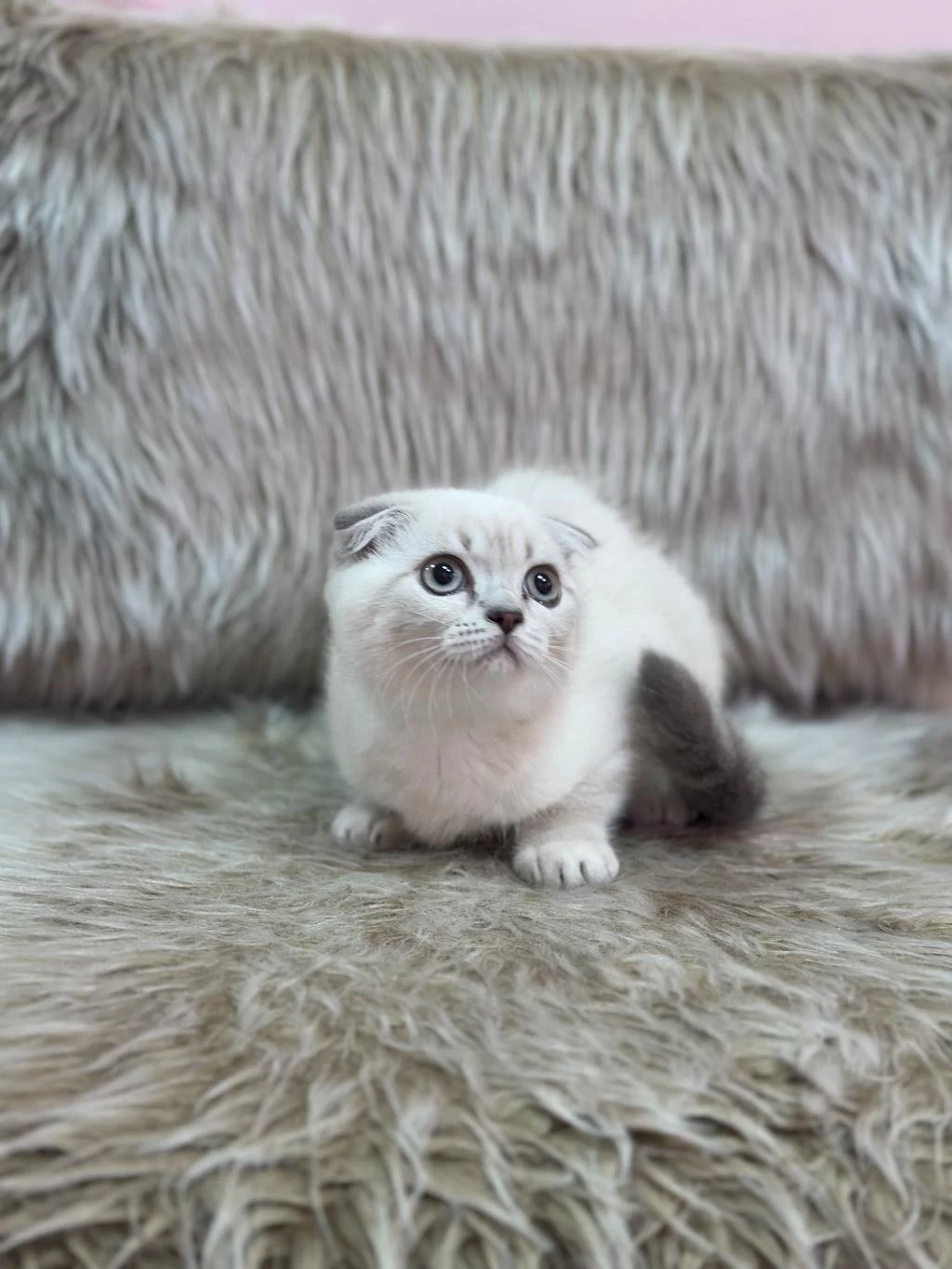 Aşili Tuvalet Egitimli Scottish Fold Bebeklerimiz