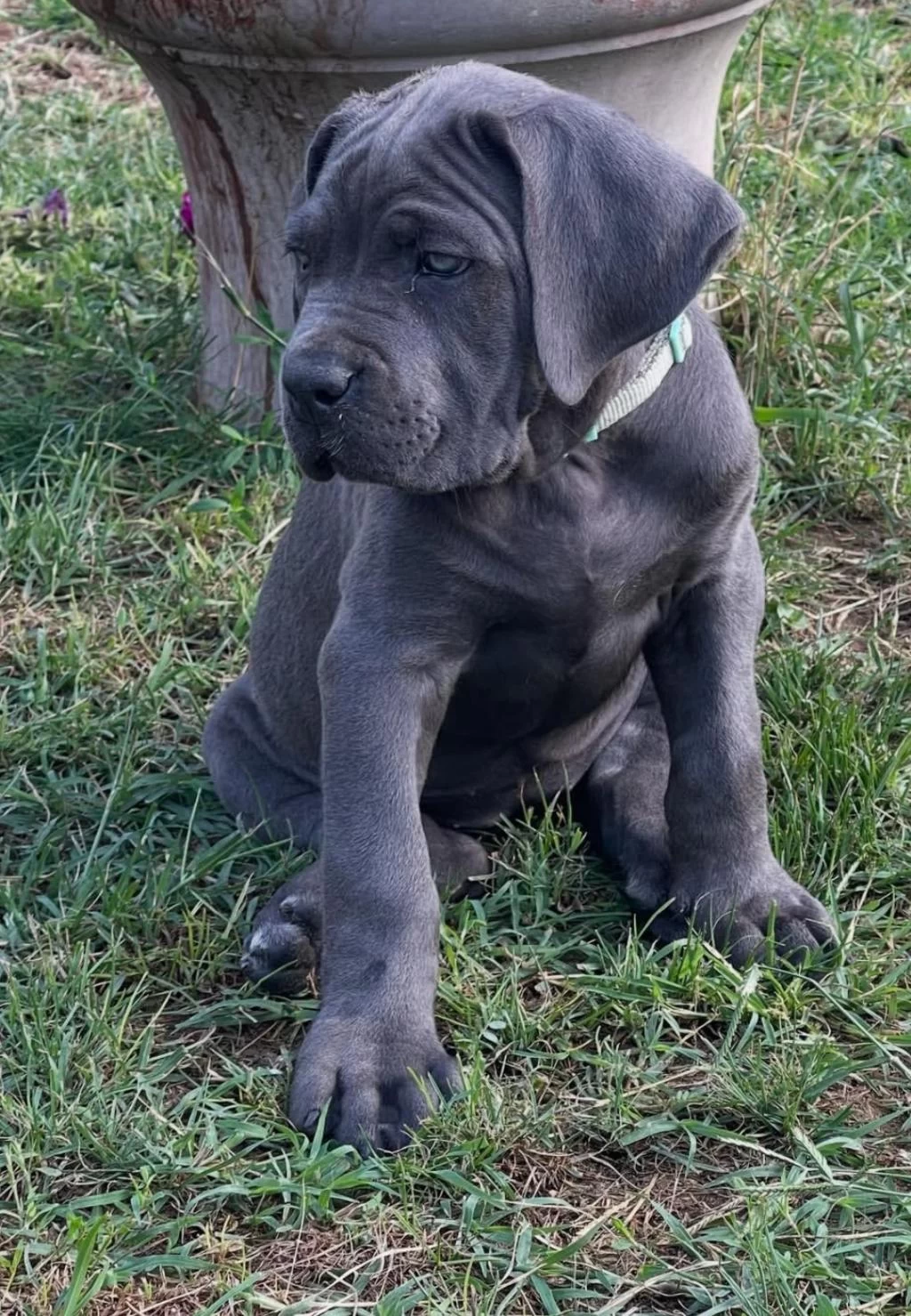 İyisi Değil En İyisi Cane Corso Kapıda Ödeme Mevcuttur