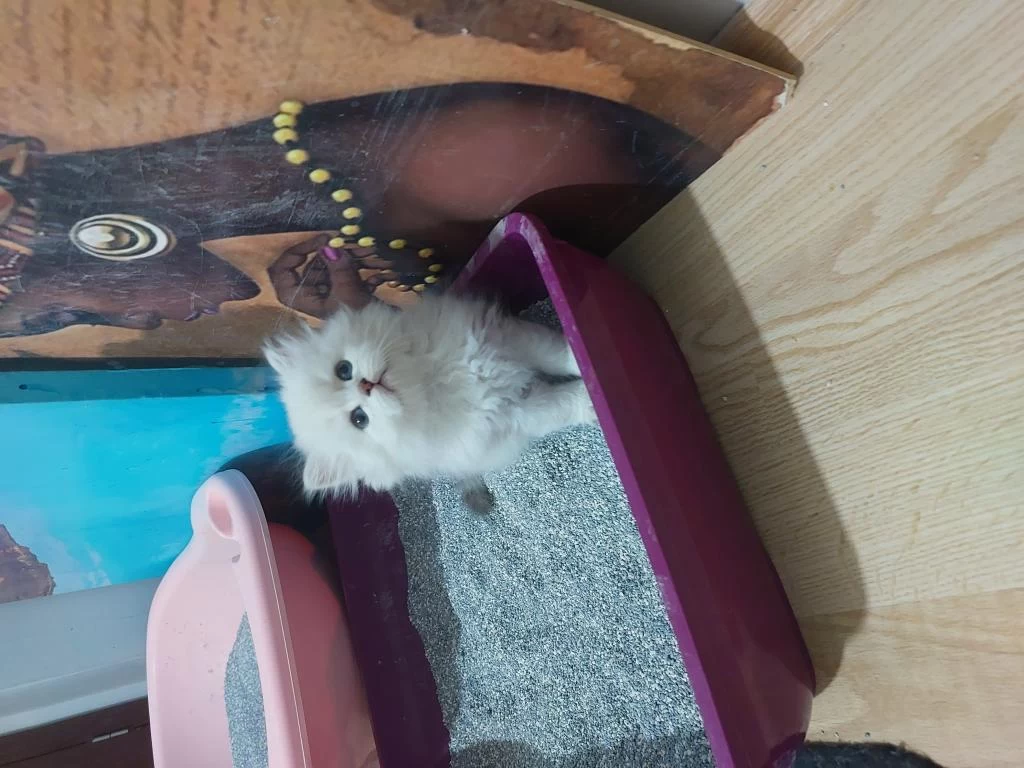 British Longhair Paşam Hazir