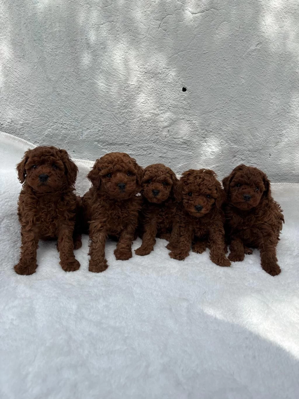 Kalitenin Adresi Denizli Poodle Köpek Evi
