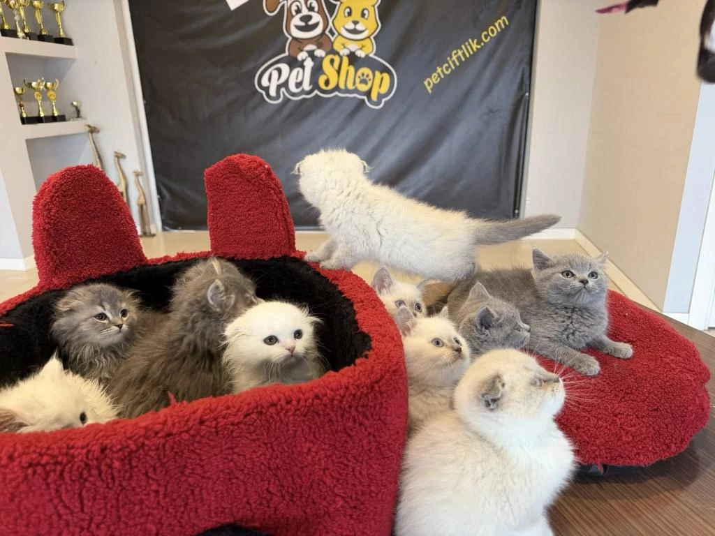 Top Kafa Scottish Fold Yavrulari Fenomen Pet Shop