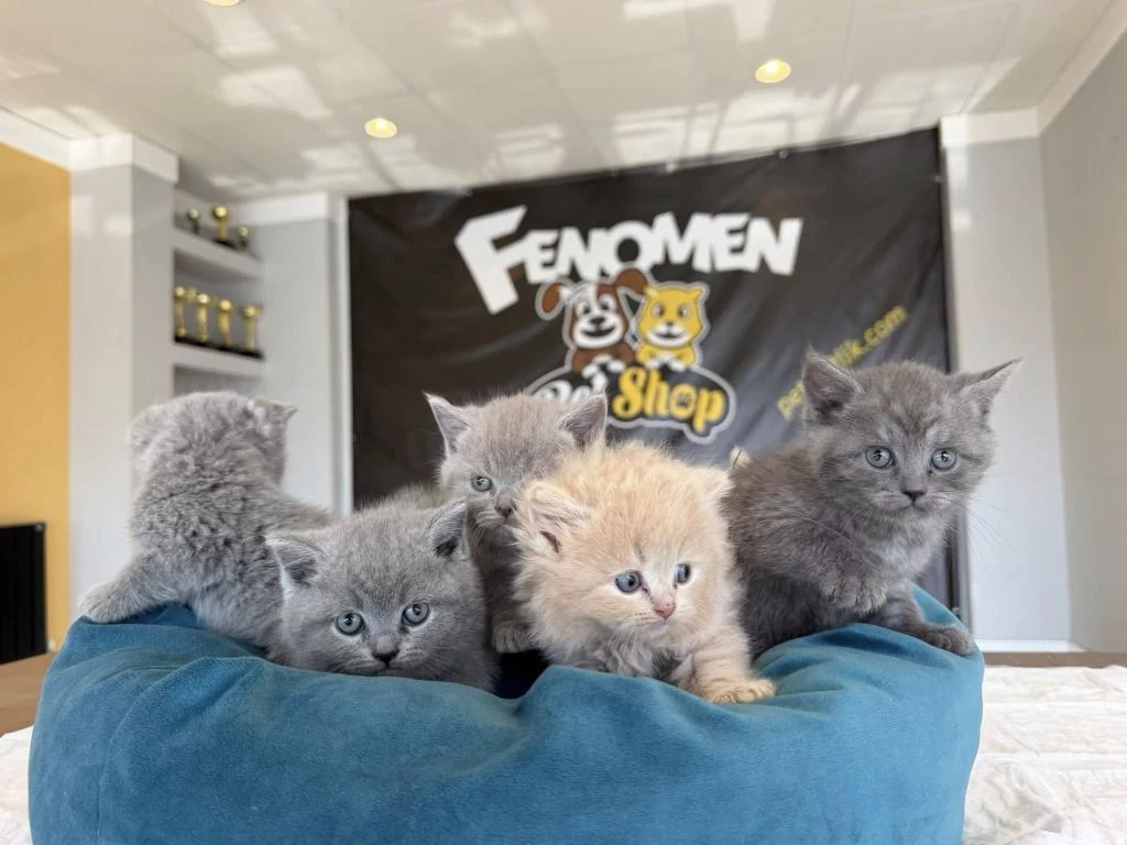 Kediciden Mükemmel British Shorthair Yavrulari Ankara