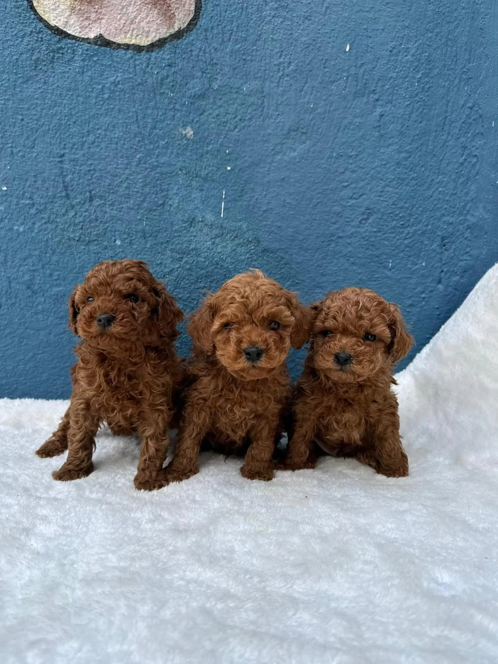 Kalite Ve Sağliğin Ön Planda Olduğu Toy Poodle Bebekler