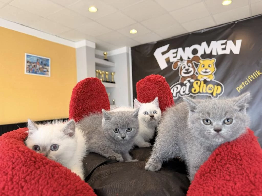 En Güzel British Shorthair Yavrulari Ankara