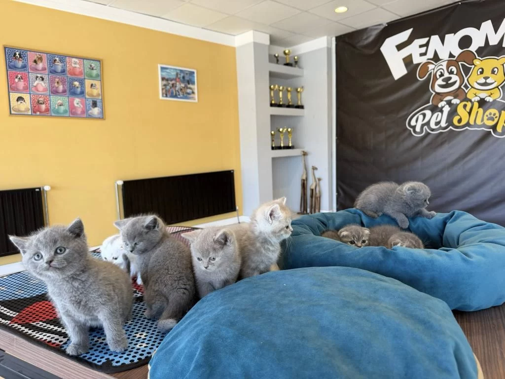 Orjinal British Shorthair Yavrularimiz Safkan Belgeli