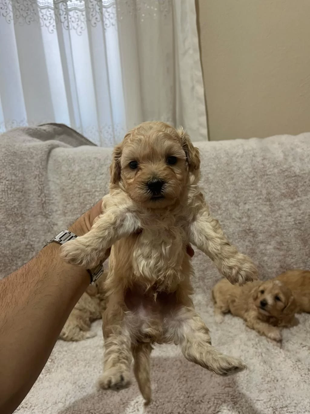 Maltipoo Yavrularımız