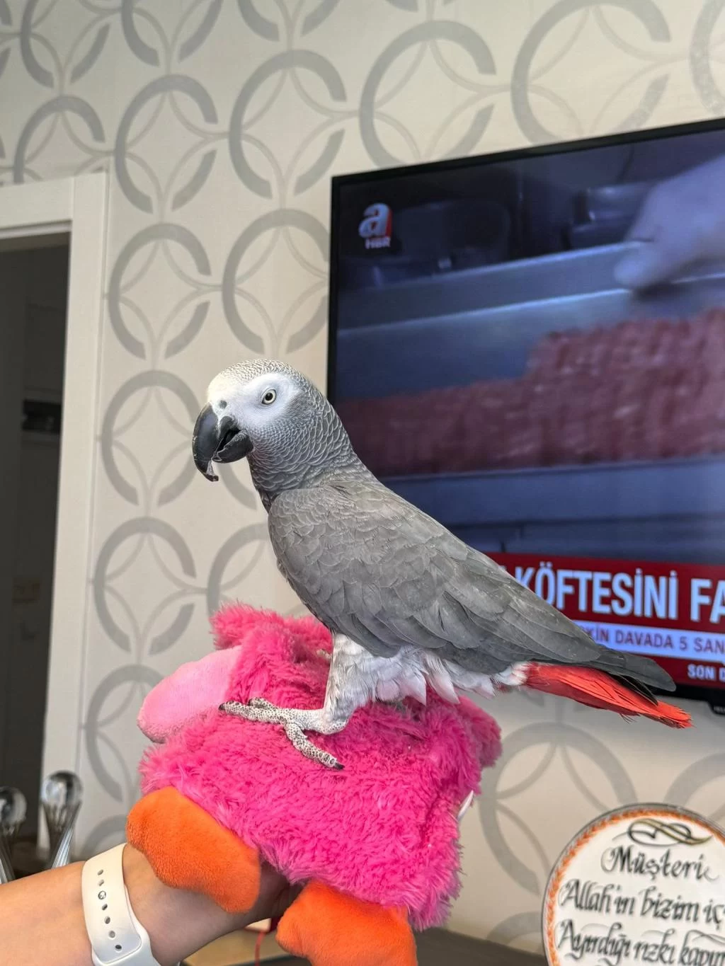 Evcil Jako Papağani Konuşma Full