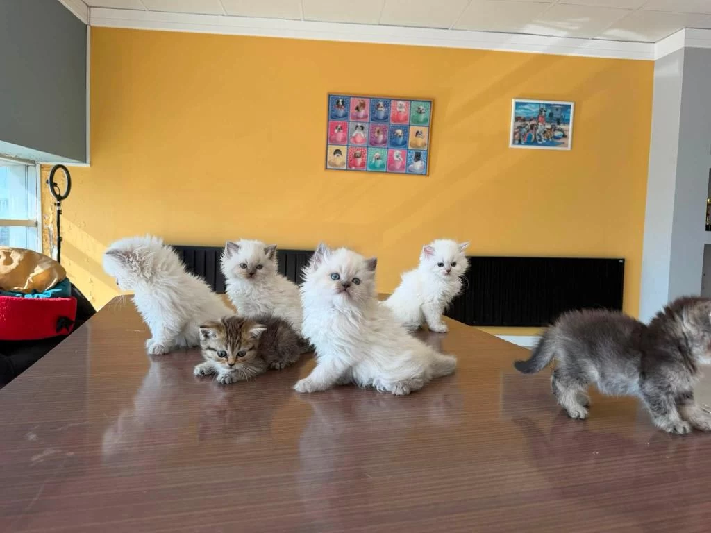 Orjinal British Shorthair Yavrularimiz Safkan Belgeli