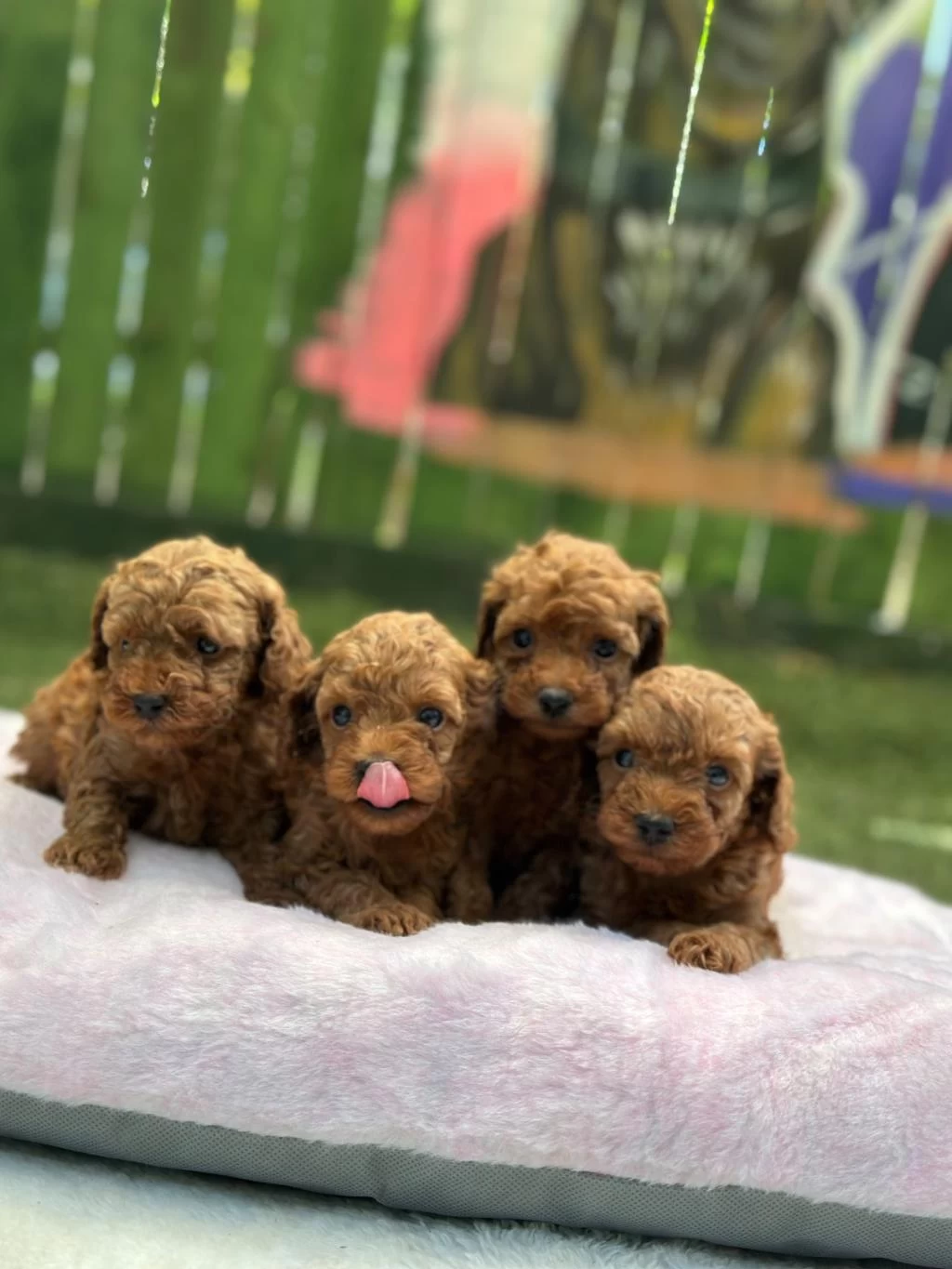 Oyuncak Boy Poodle Bebekler