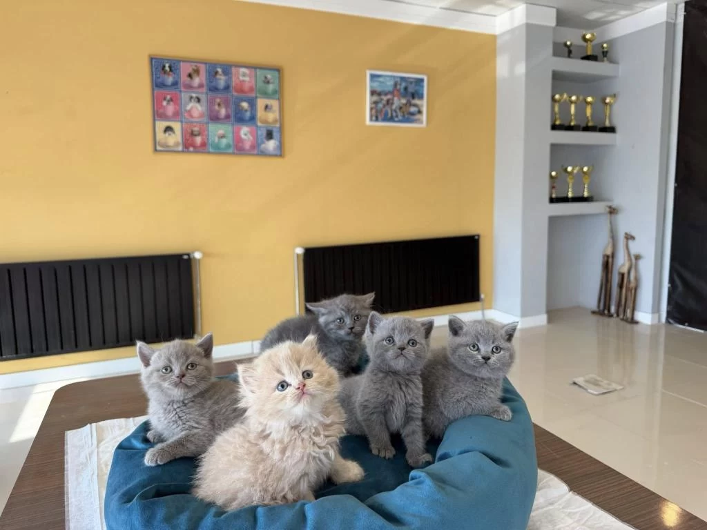 Kediciden British Shorthair Yavrular Mağazamizda Görün