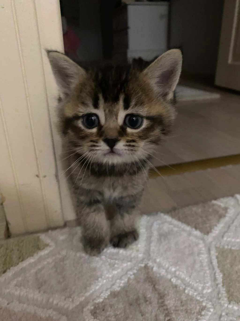 British Shorthair Erkek Yavru Sahiplendirilecektir