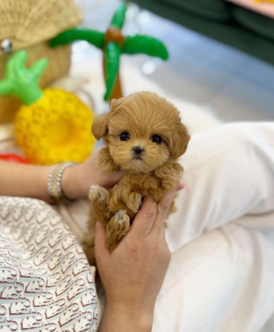 İrk Sağlık Garantili Mini Babyface Maltipoo Bebekleri