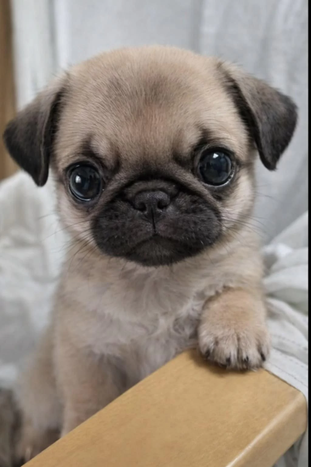 İrk Sağlık Garantili Safkan Boncuk Gözlü Pug Mops
