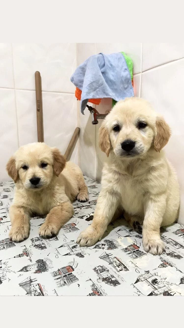 Vecihiden İrk Ve Sağlık Garantili Saf Babyface Goldenlar
