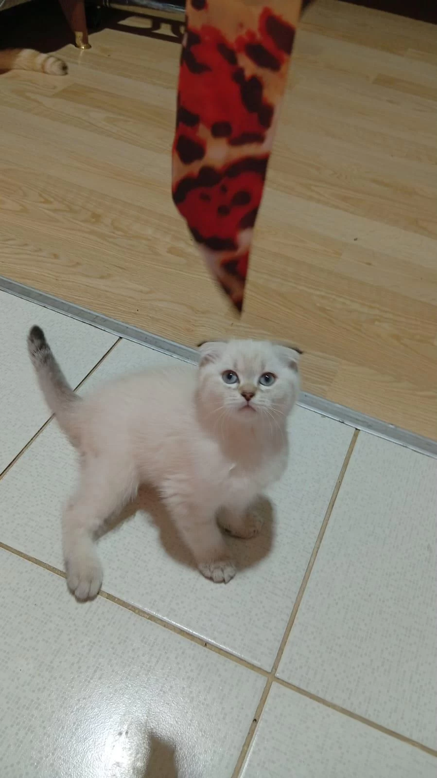 Scottish Fold Prenses Uyguna Verilcek