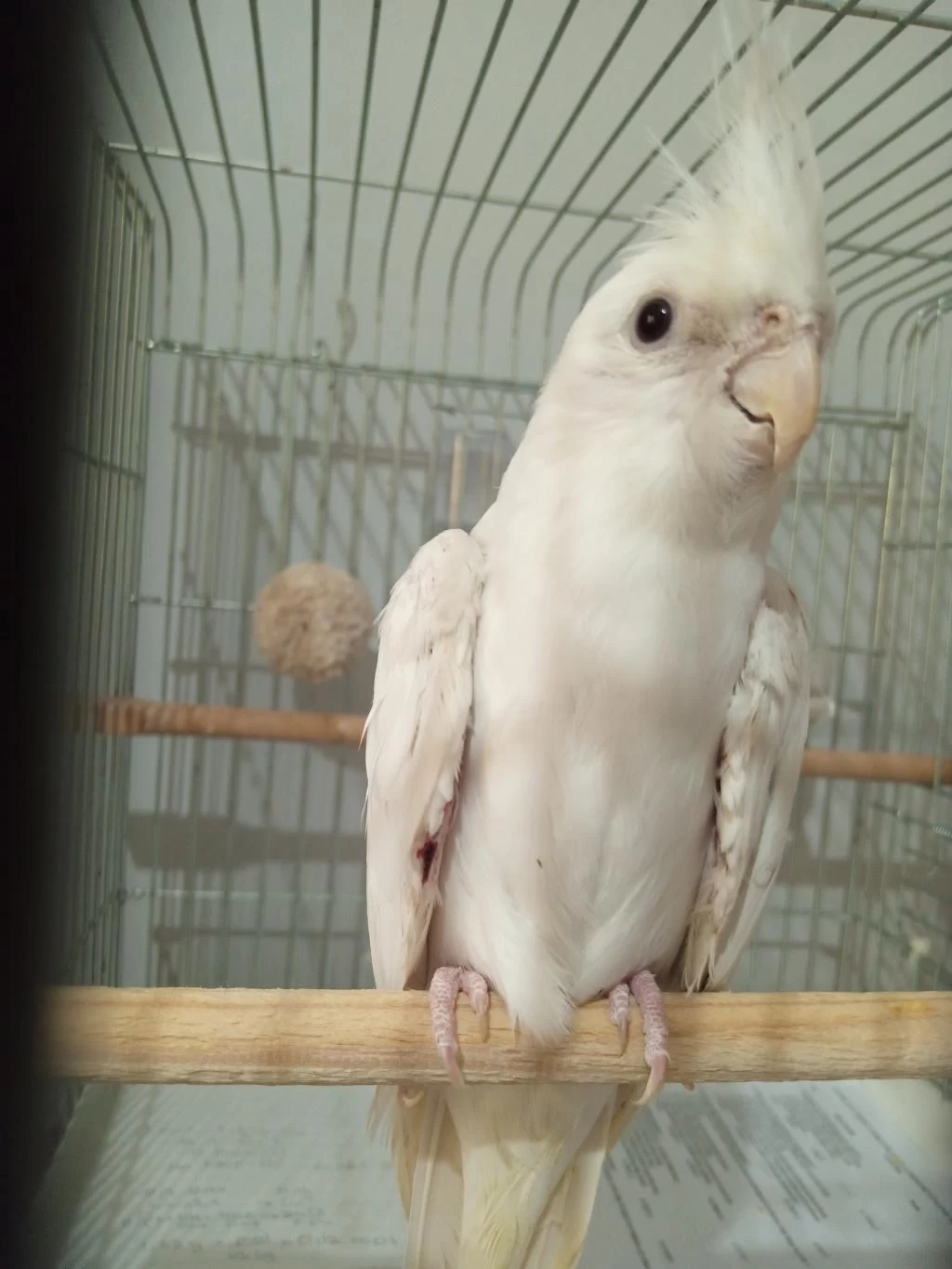 6 Aylık Sultan Papağanı