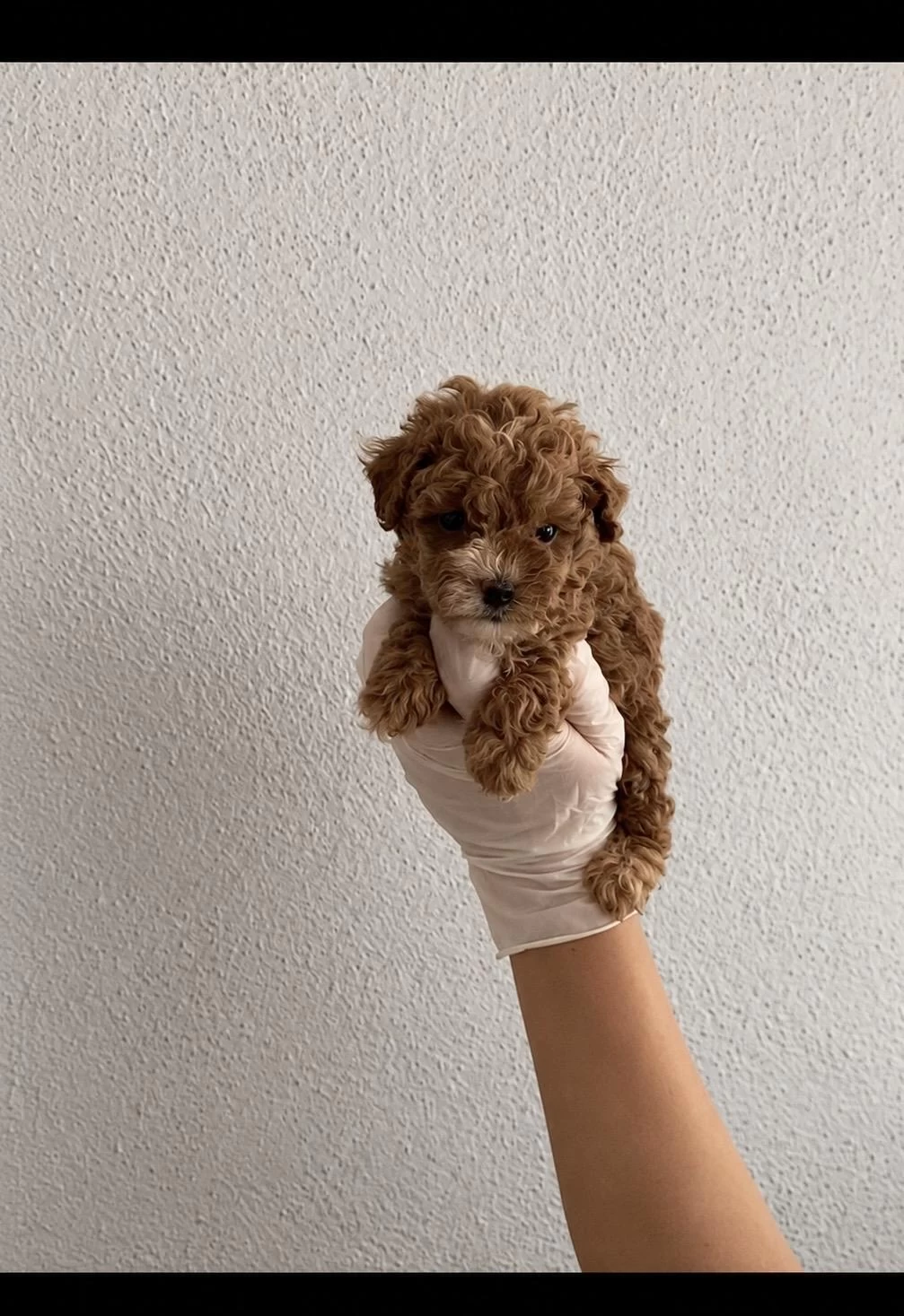 Gerçek Ömür Boyu Teacup Garantili Maltipoo