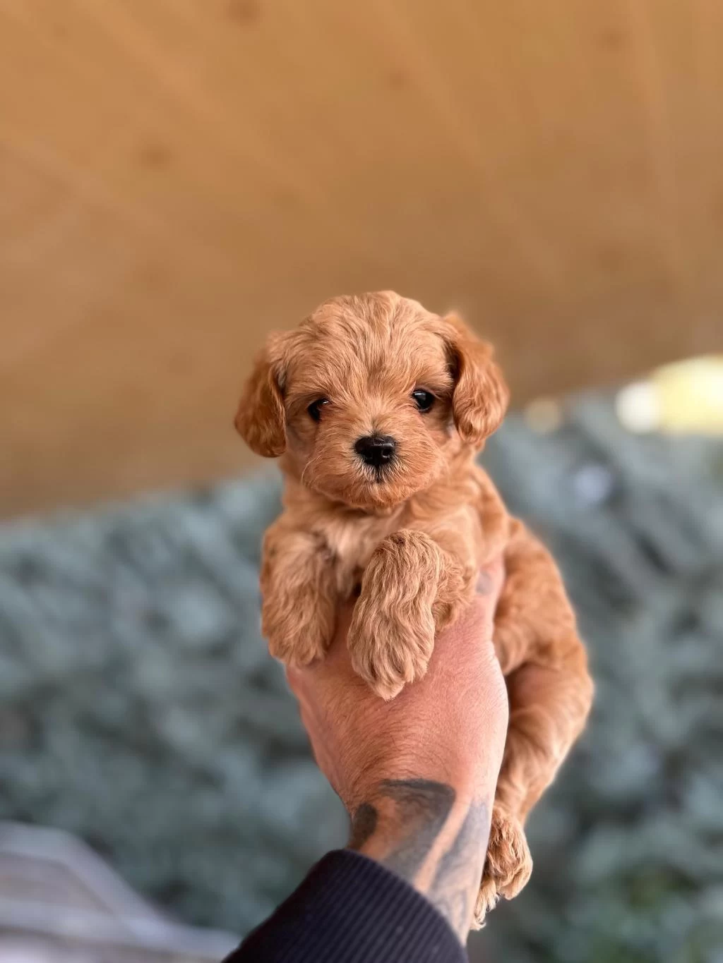 Teacup Maltipo Yavrularımız A Kalite