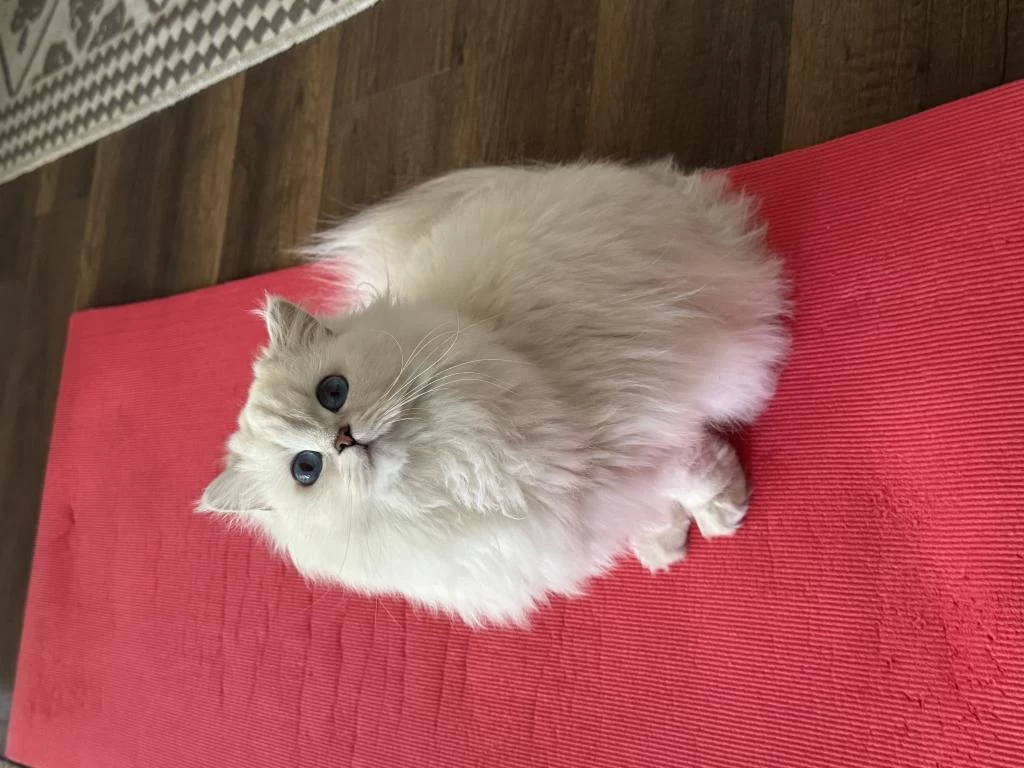 Dişi British Longhair