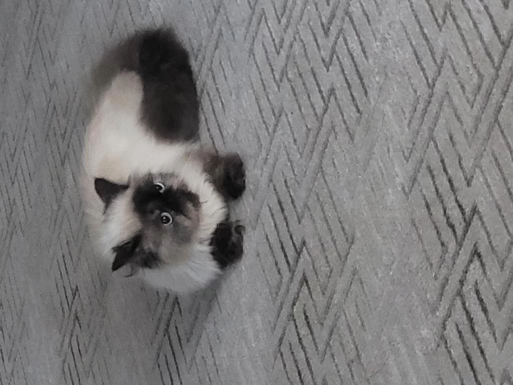 Ðişi İran Persian Kedimiz