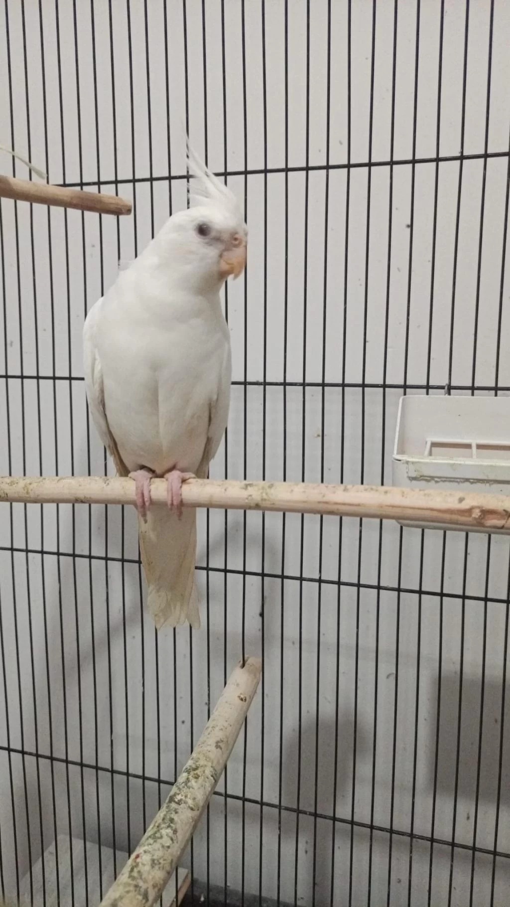 Albino Sultan Papağanı Erkek Yavru