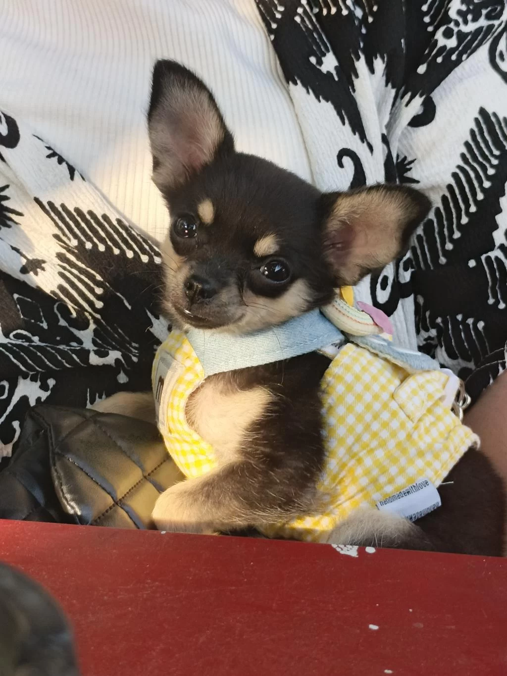 Son 1 Yavru Chihuahua