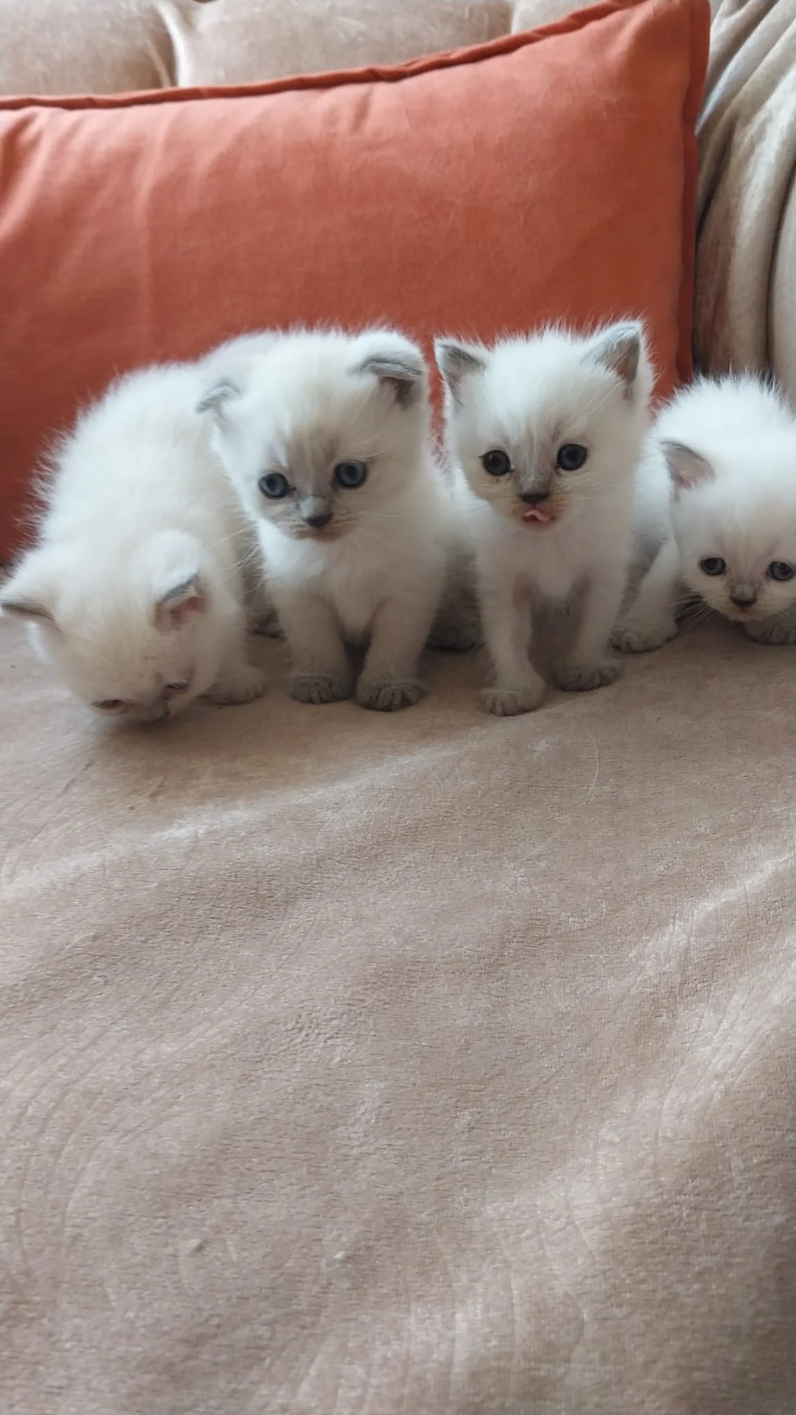 Evde Özenle Büyütülen Yavrularıma Yeni Aile Arıyorum