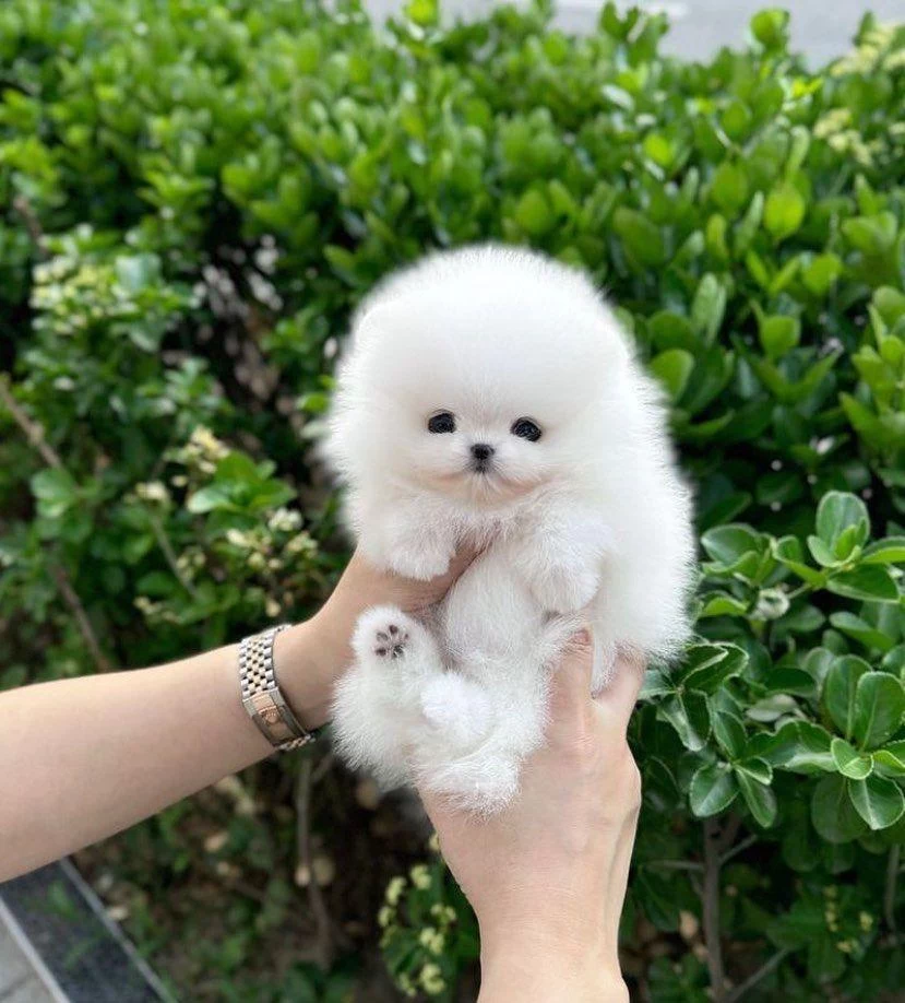Orjinal Pomeranian Boo Yavrumuz Moi