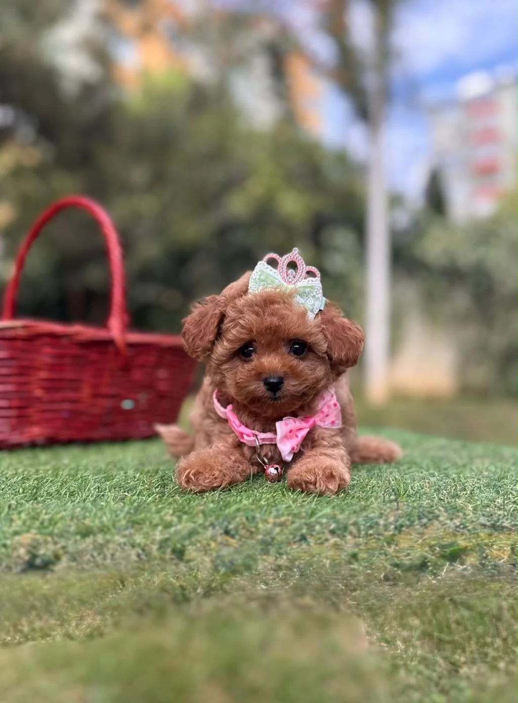 Orjinal Teacüp Yavrumuz Dora