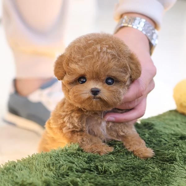 En Akilli Ve Tatli Toy Poodle Bebeklerimiz
