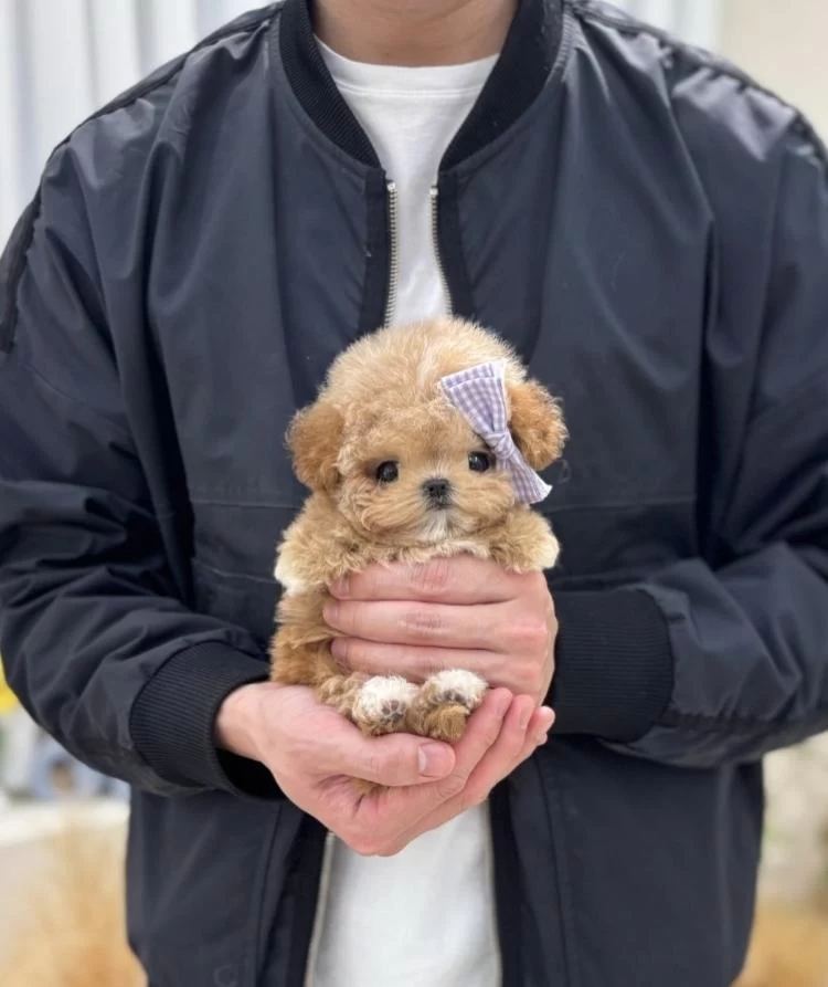 Show Duzeydeki Toy Poodle Bebeklerim