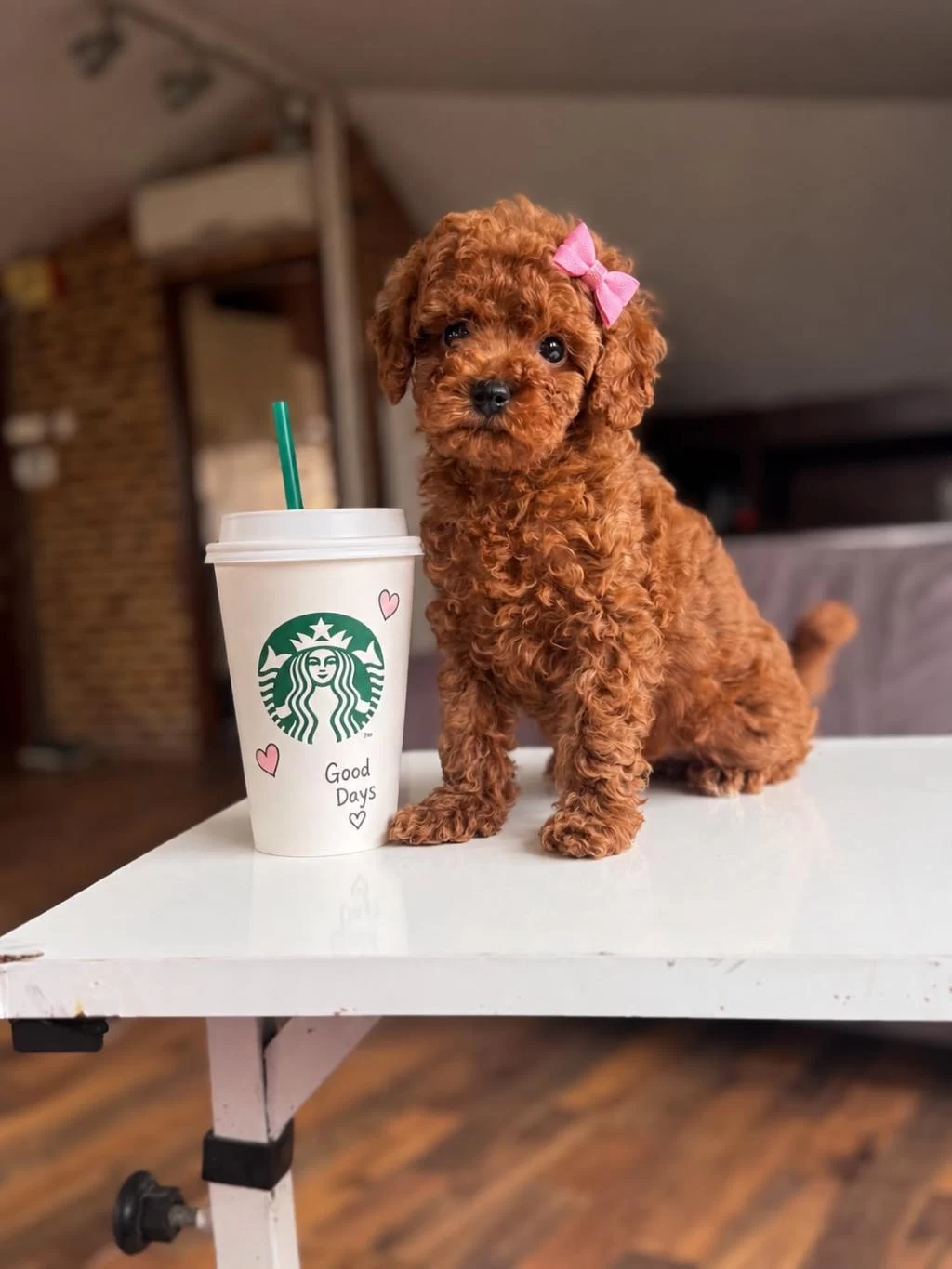Orjinal Toy Poodle Yavrularımız