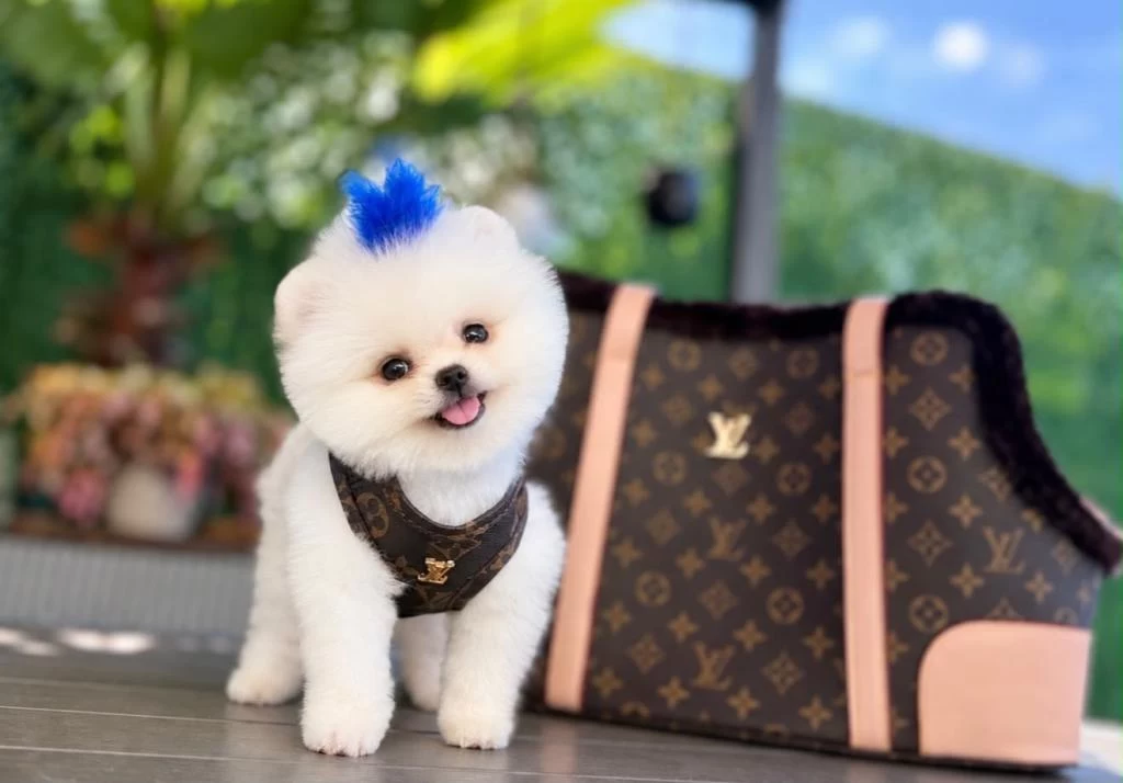Orjinal Pomeranian Bebeğimiz Mex