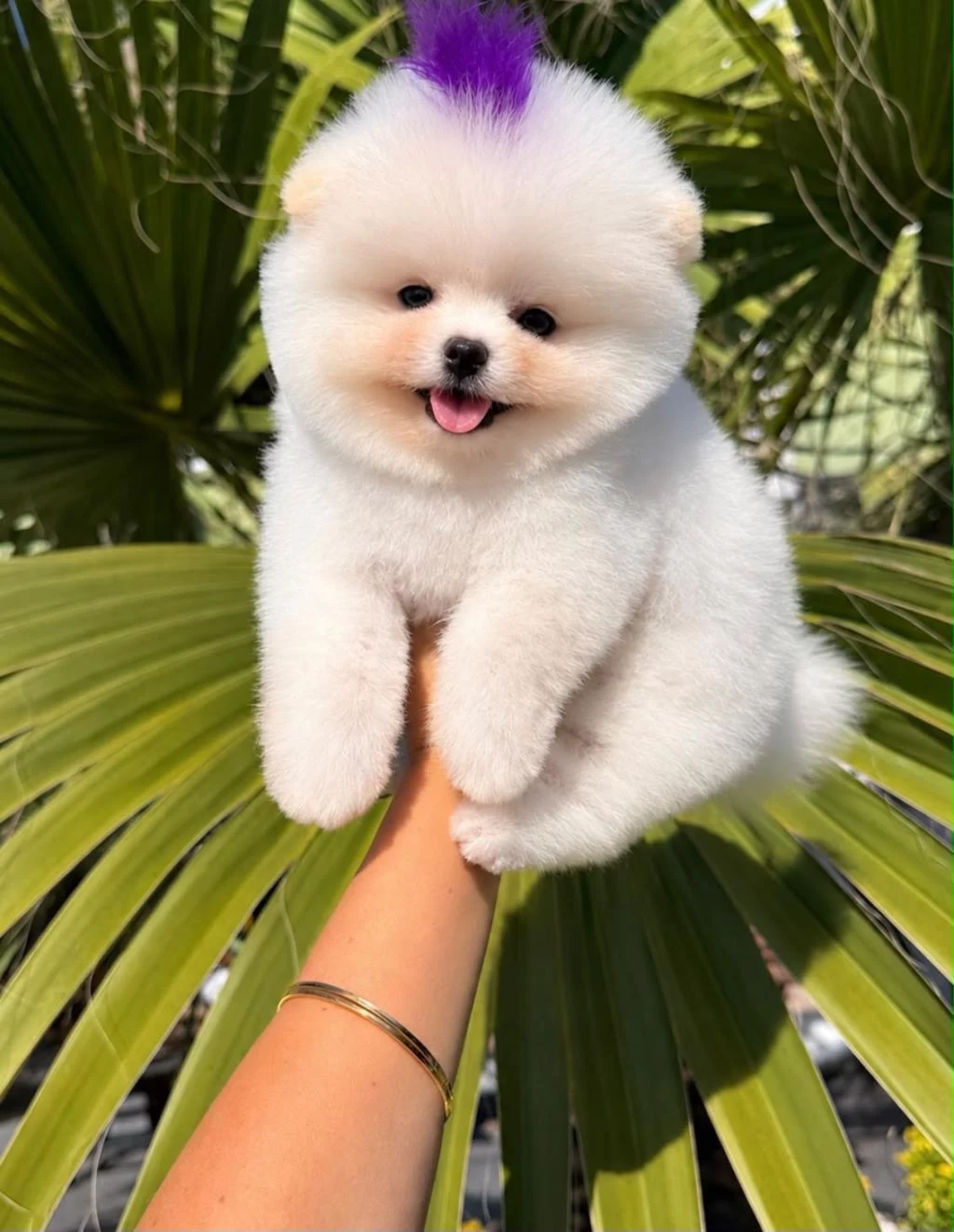 Orjinal Pomeranian Boo Yavrumuz Moi