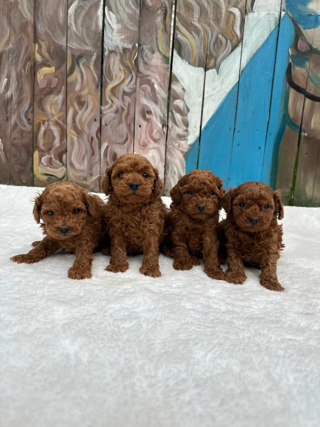 Ruhsatli Poodle Evinden Çok Sayida Poodle Bebek