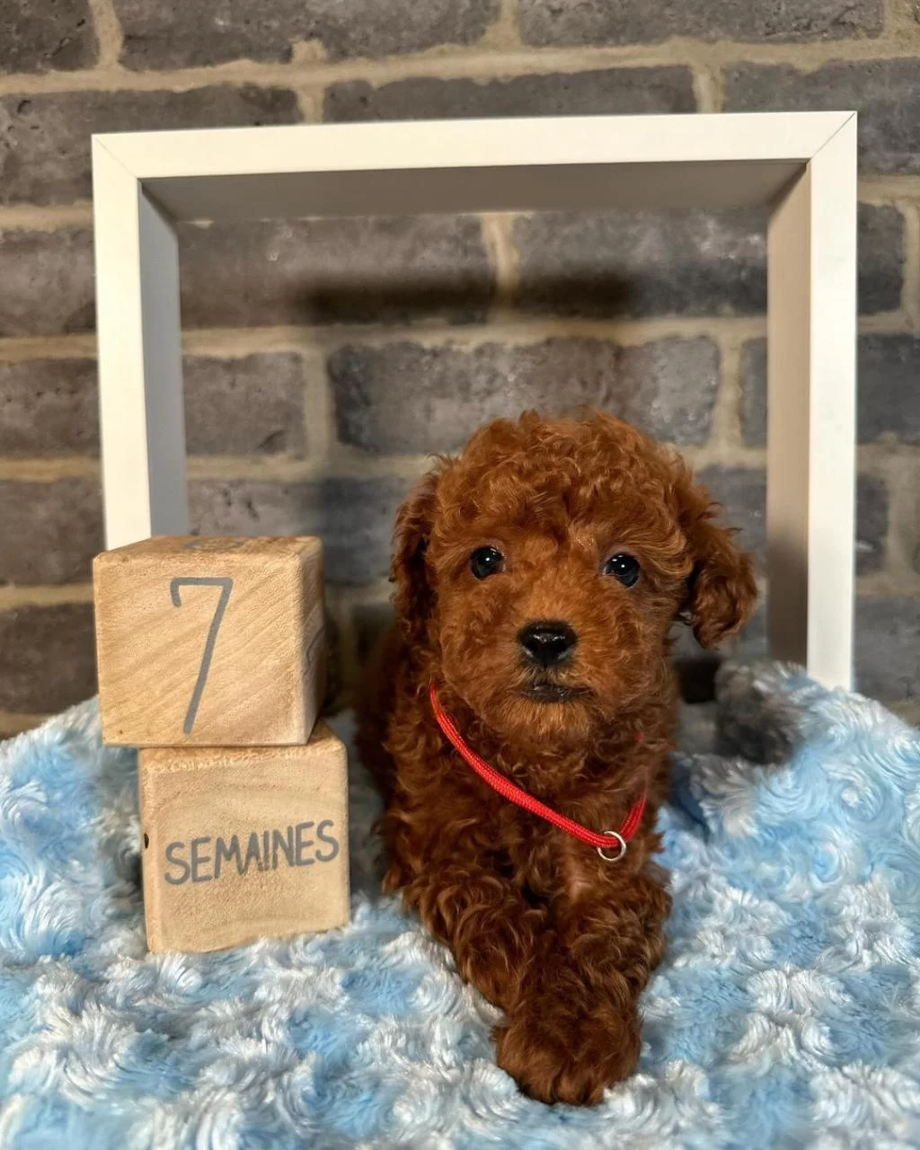 Denizlinin En Gözde Toy Poodle Bebekleri