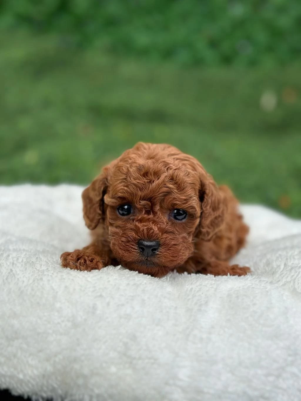 Evinizin Neşesi Olucak Wc Eğitimli Poodle Yavrular