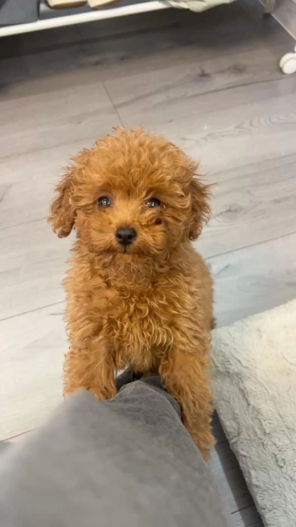 Orjinal Toy Poodle Yavrumuz Boi