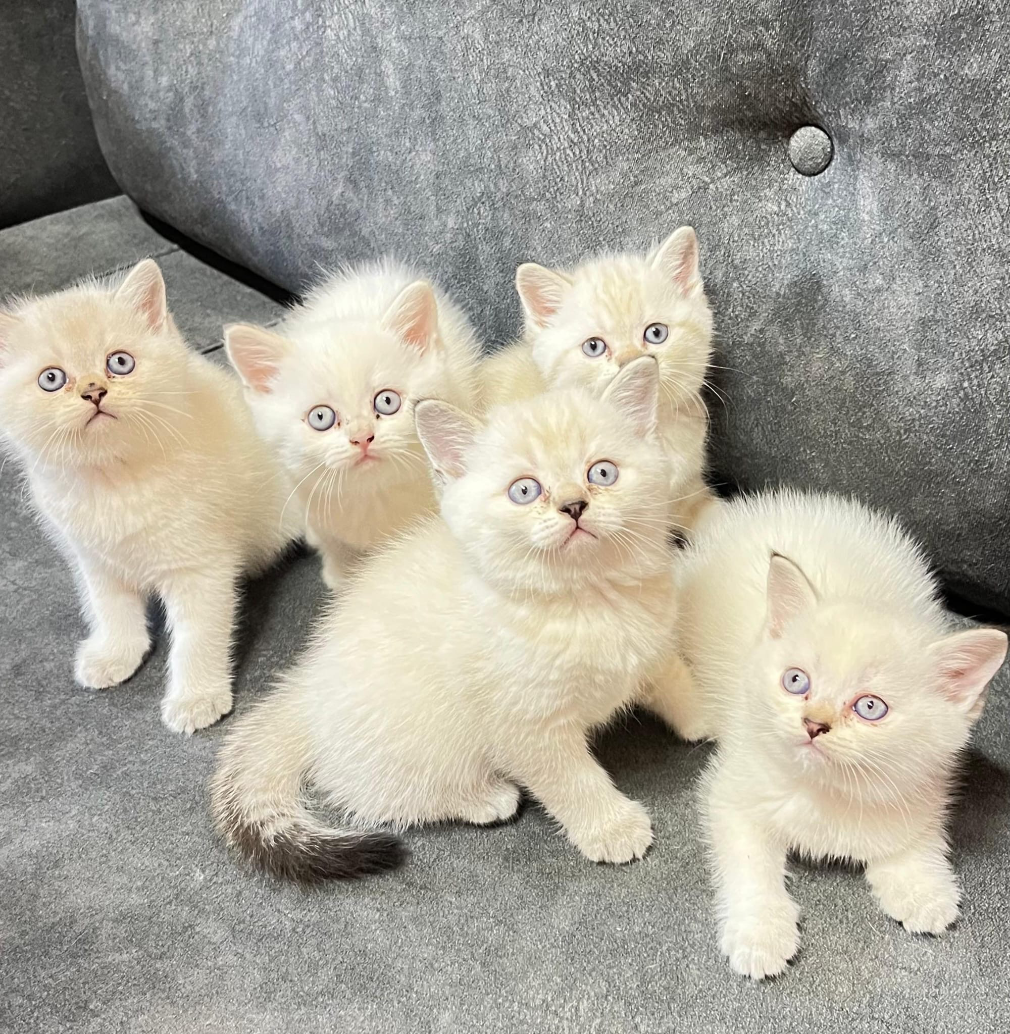 Üretici değil çok kaliteli anne ve babadan