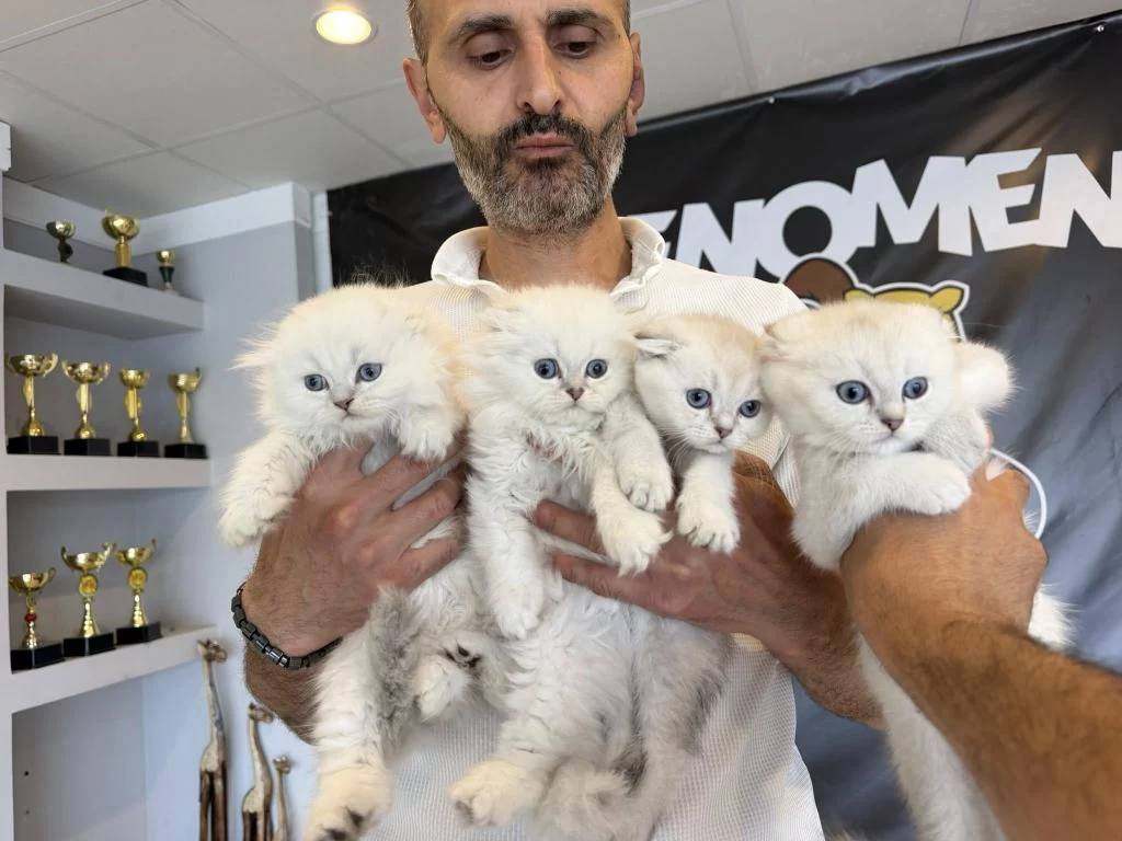 Top Kafa Scottish Fold Yavrulari Fenomen Pet Shop