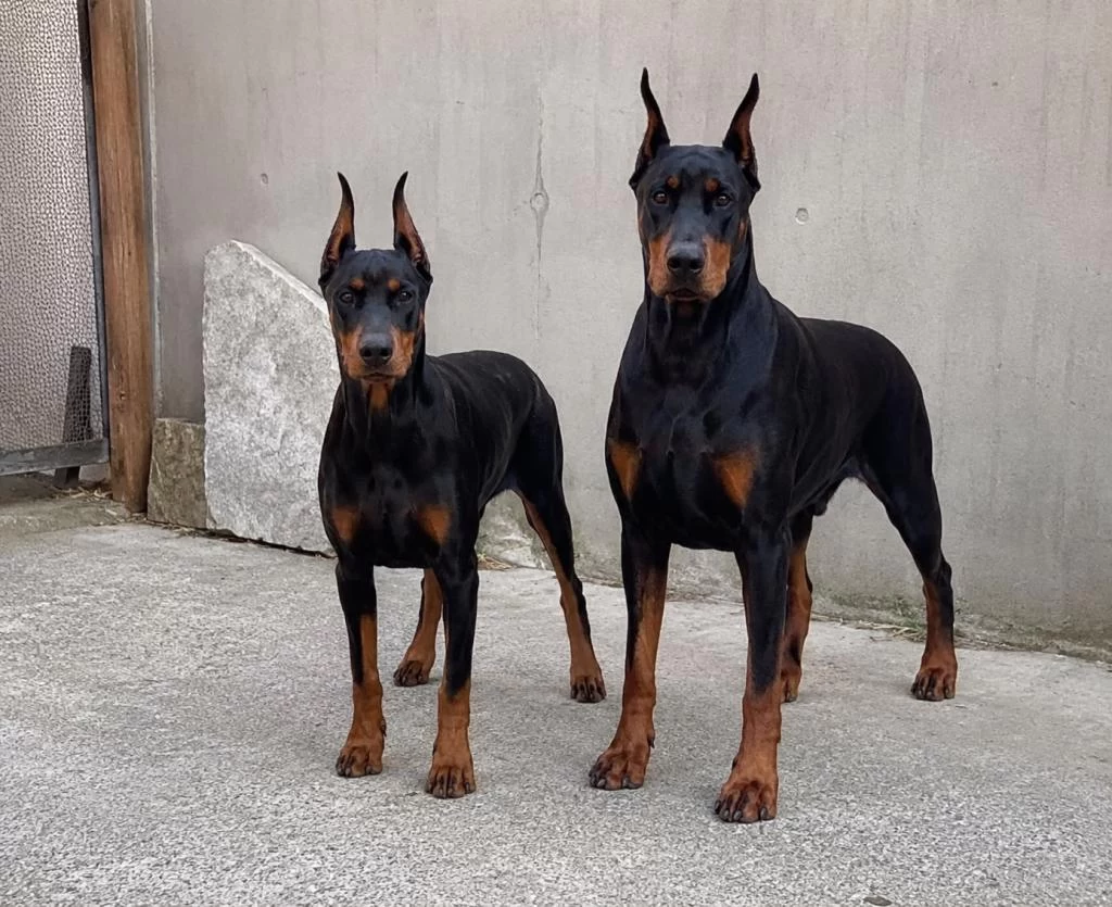 Seçkin Kan Hattı Doberman Yavrusu Fotoğraflı Ebeveyn