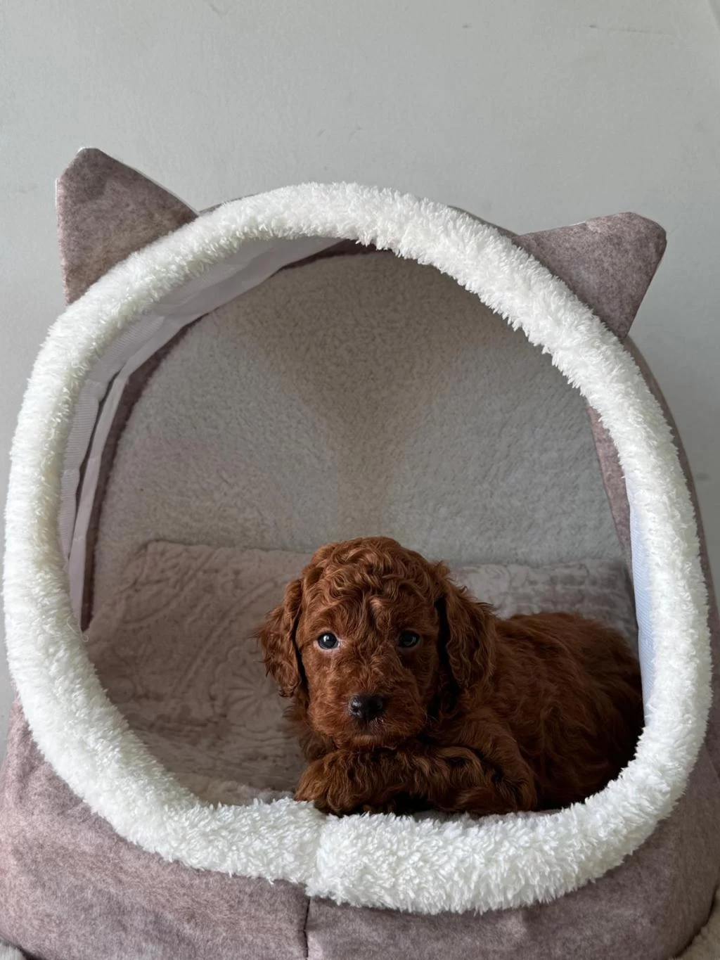 Ziyarete Açik Erkek Dişi Poodle Bebekler