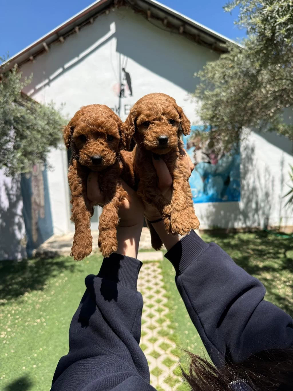 Oyuncak Boy Poodle Bebekler