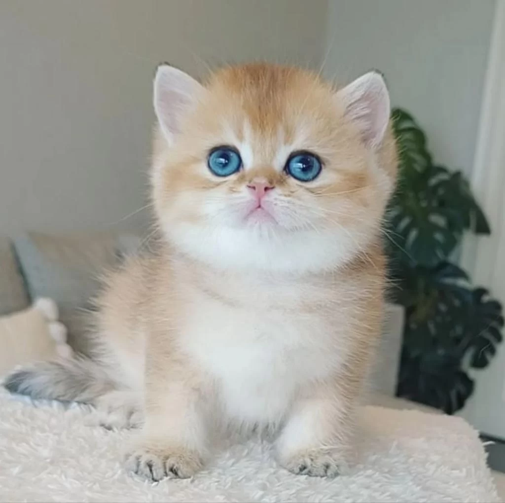 Çek Bebeksi Tenimi Çek Golden British Shorthair