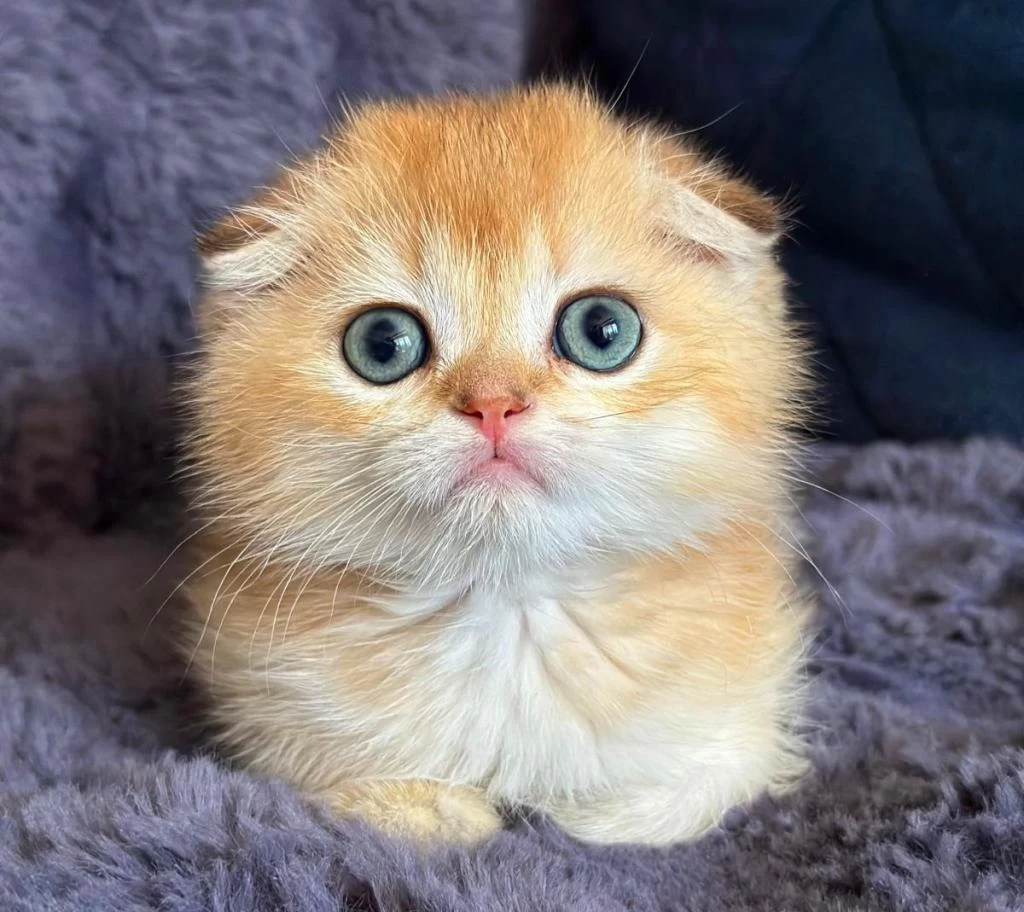 Scottish Fold Golden Bebek
